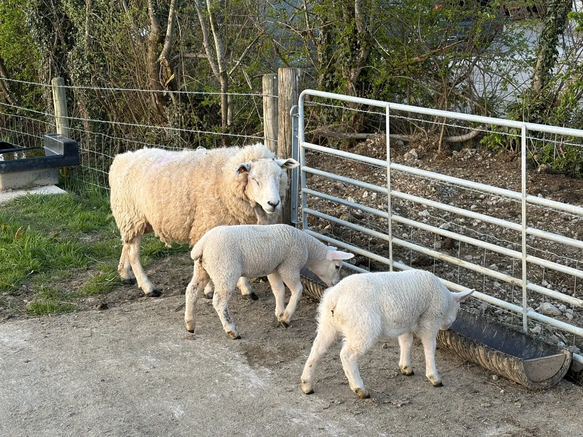 Ewes with lambs - Image 3