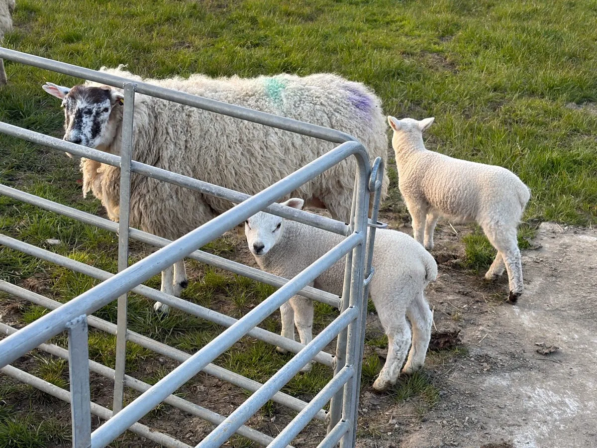 Ewes with lambs - Image 4
