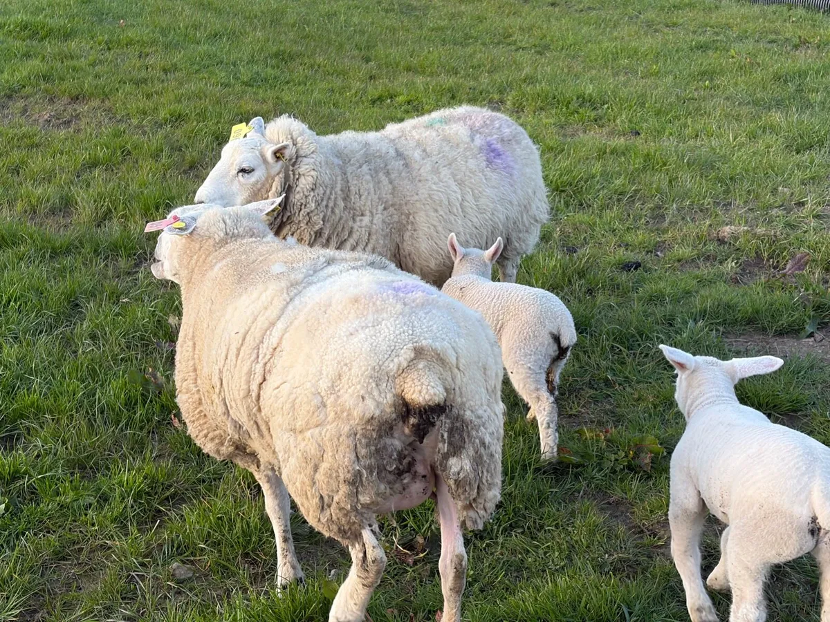 Ewes with lambs - Image 1