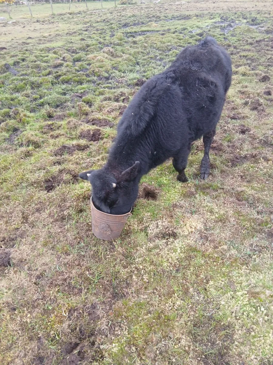 Bull - Image 2