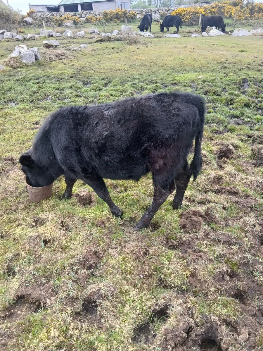 Bull - Image 3
