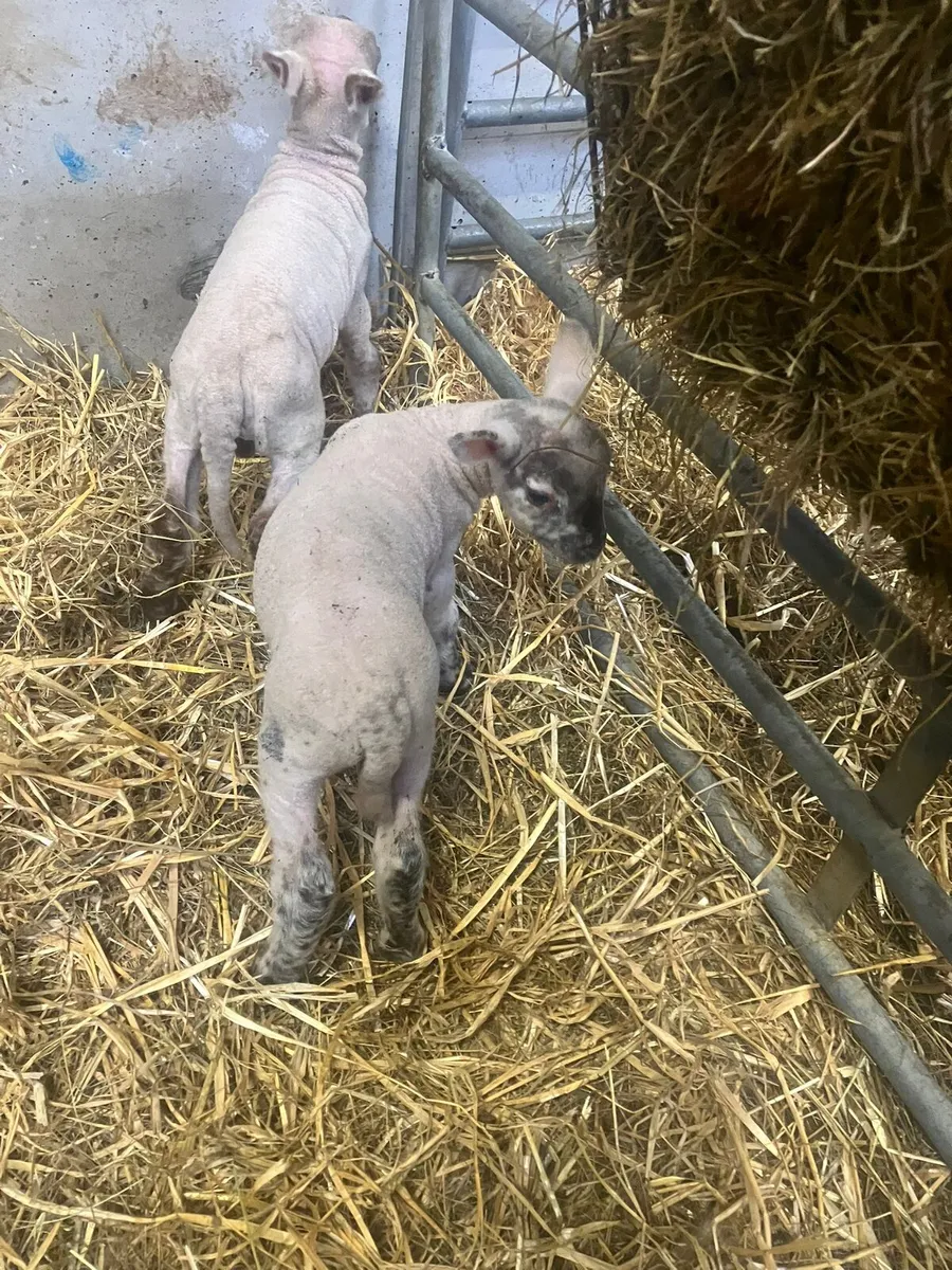 Pet Lamb for sale - Image 2