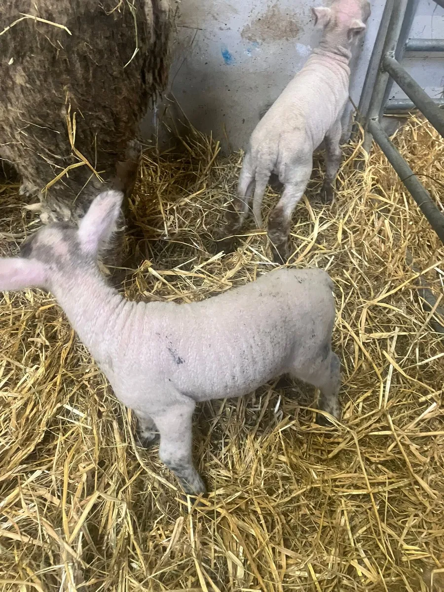 Pet Lamb for sale - Image 3