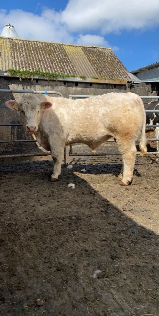 5 star Pedigree Charolais bull easy calving - Image 1