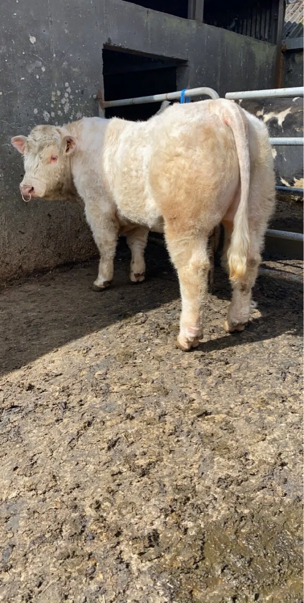 5 star Pedigree Charolais bull easy calving - Image 2