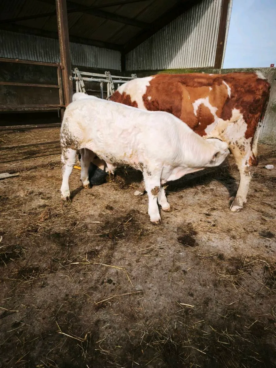 Cf52 bull calf and recipient heifer - Image 1