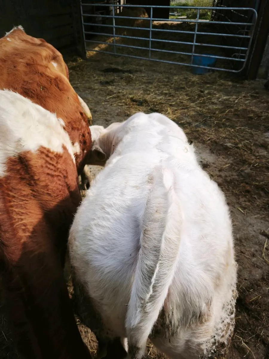 Cf52 bull calf and recipient heifer - Image 2