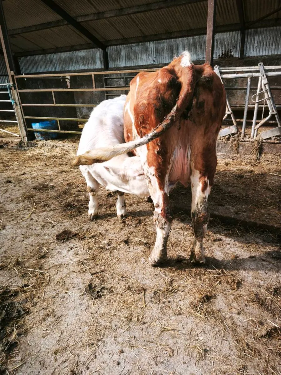 Cf52 bull calf and recipient heifer - Image 3