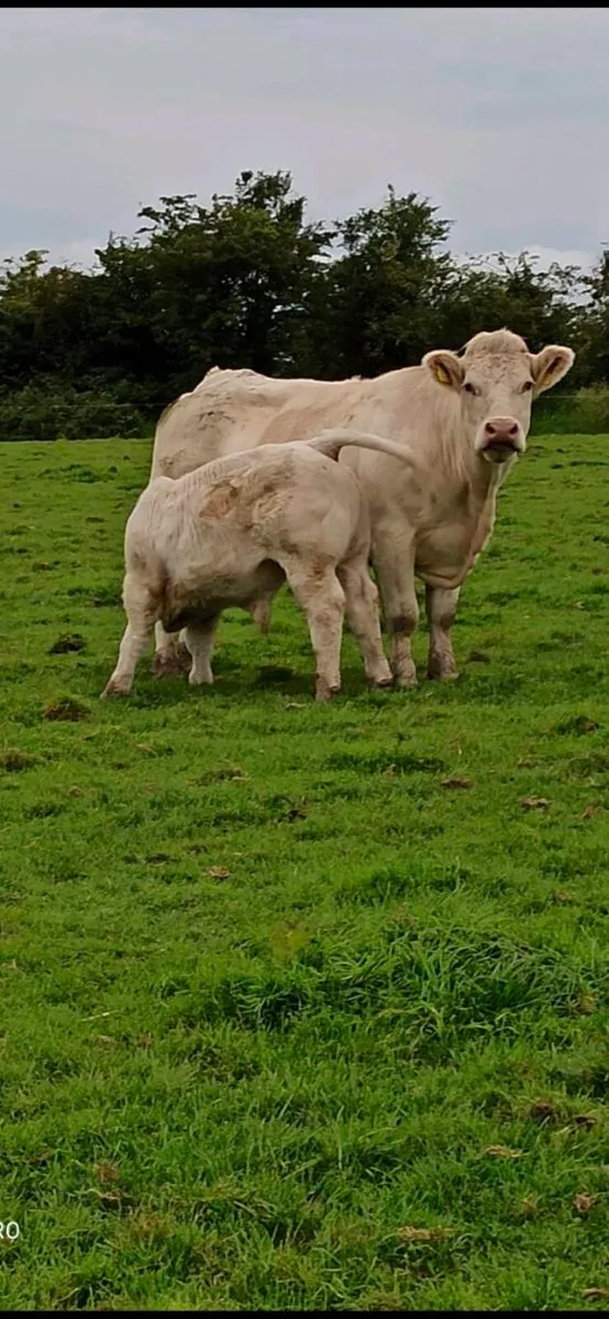 Cf52 bull calf and recipient heifer - Image 4