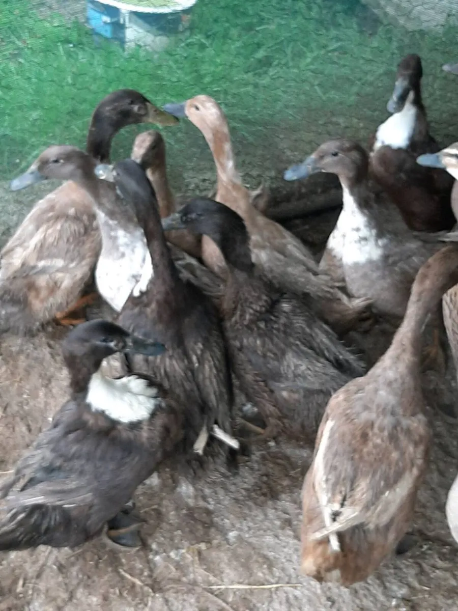 Ducks - Image 2