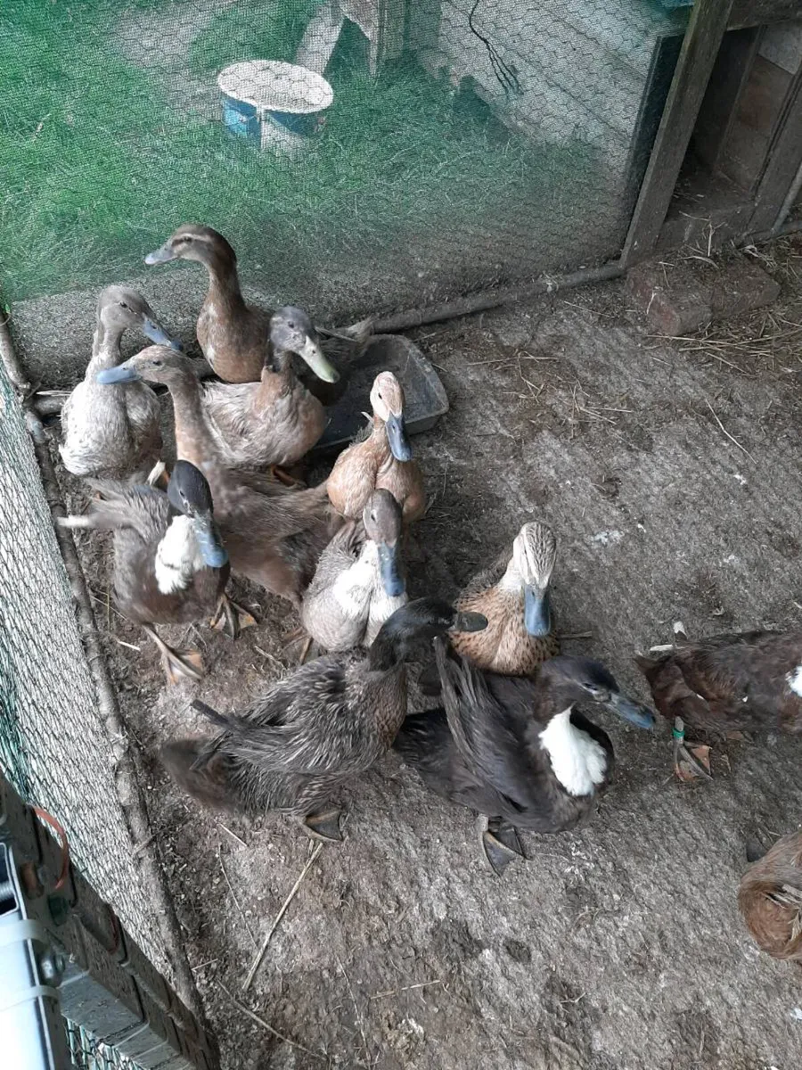 Ducks - Image 1