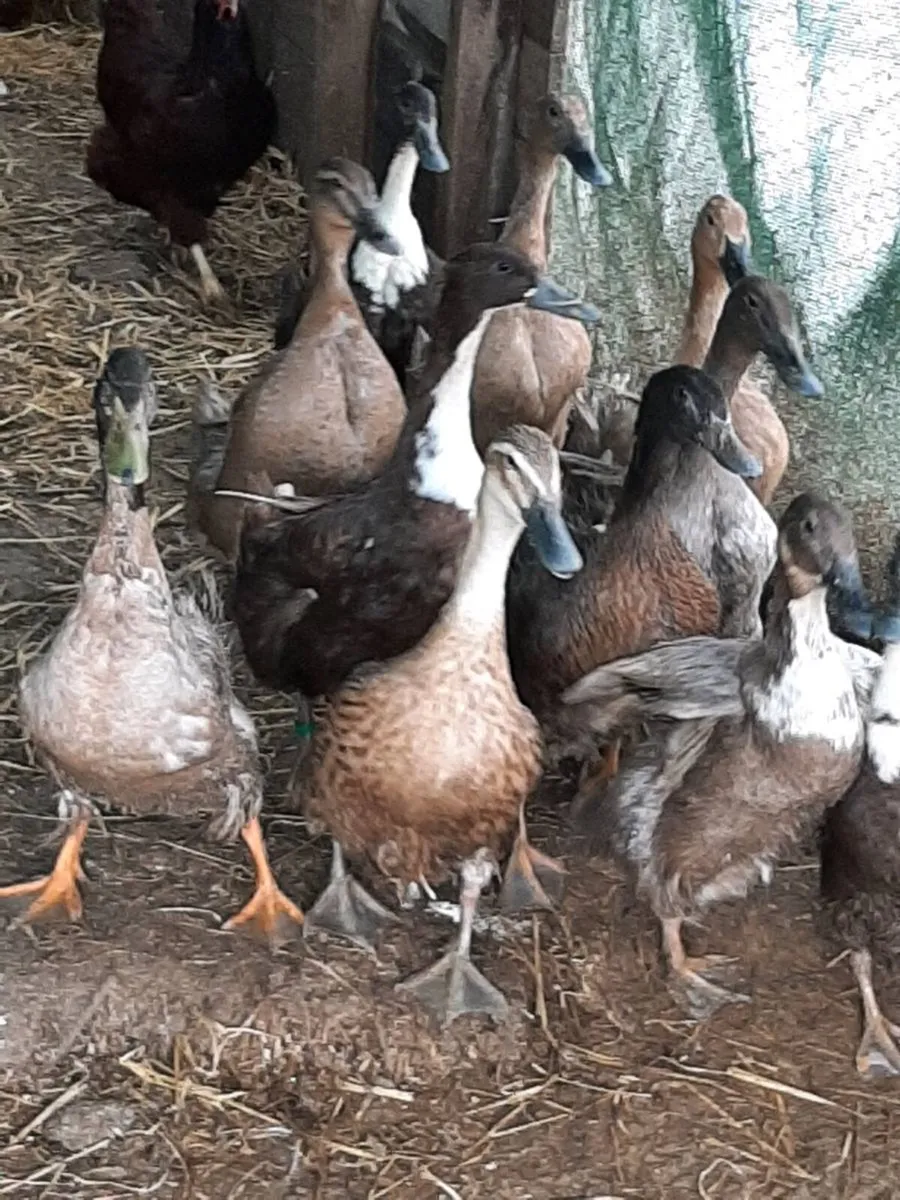 Ducks - Image 3
