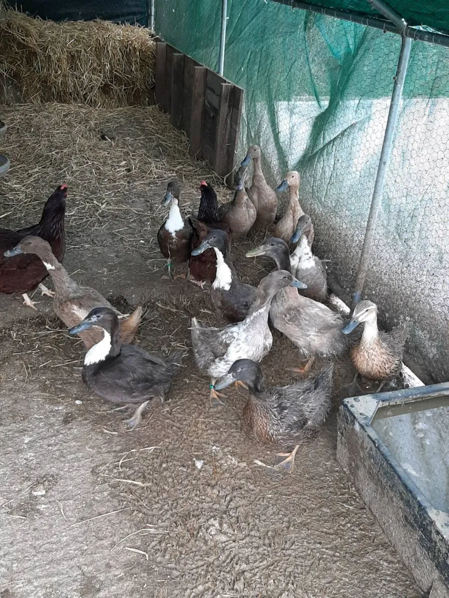 Ducks - Image 4