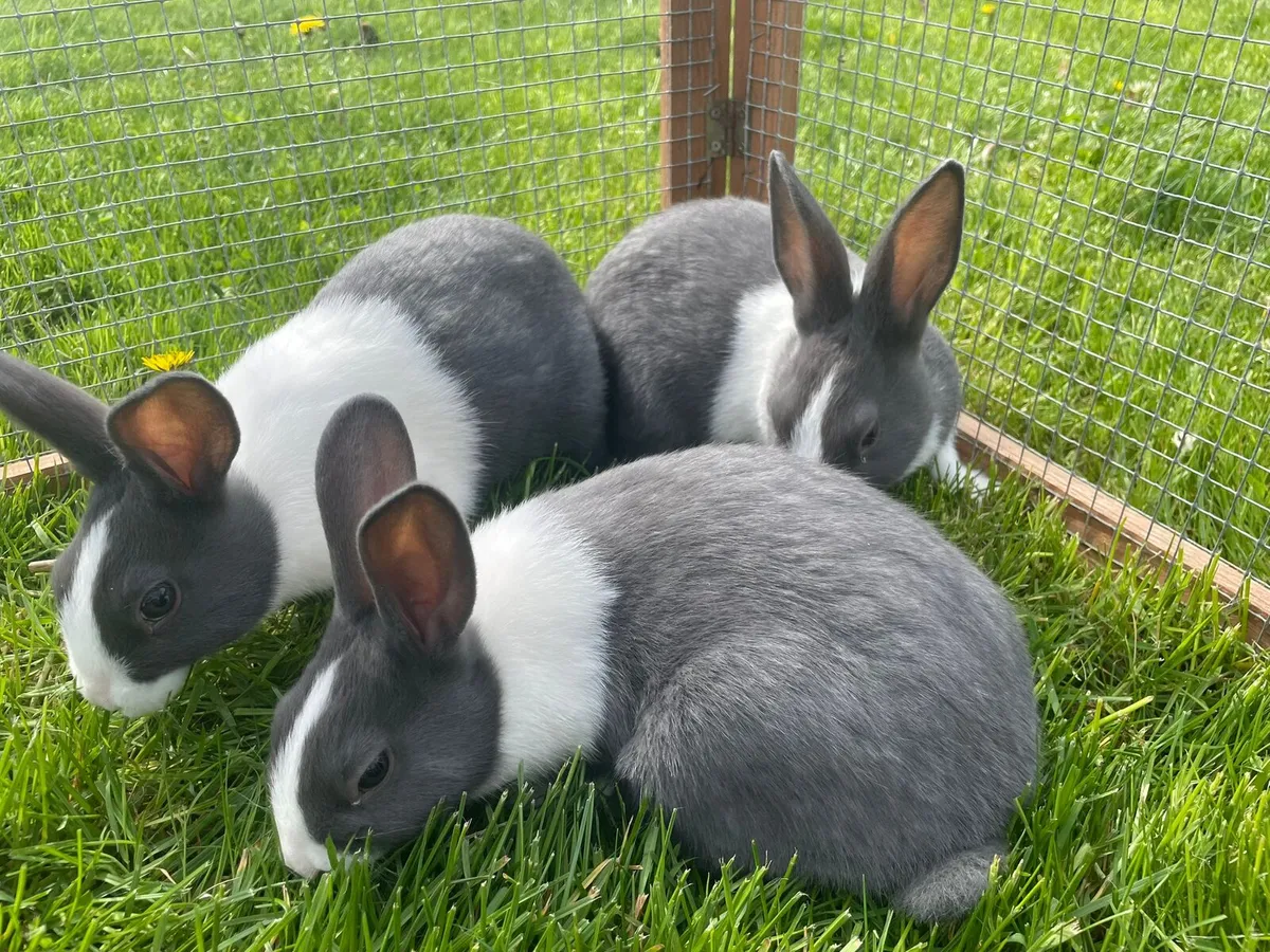 Dutch Rabbits - Image 1