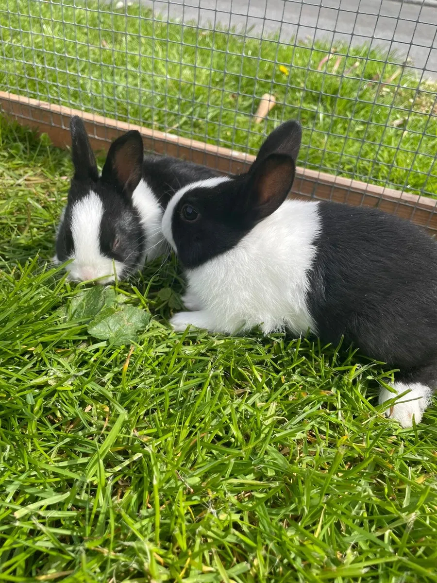 Dutch Rabbits - Image 2