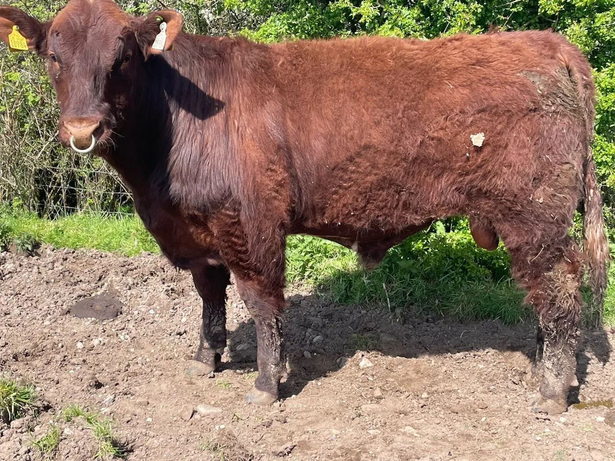 Shorthorn Bulls - Image 3