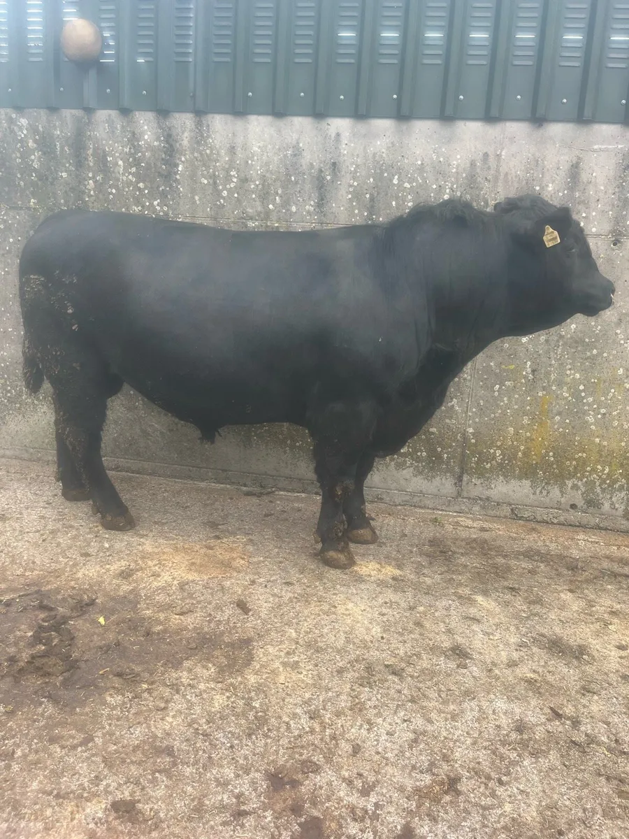 Bull - Image 1