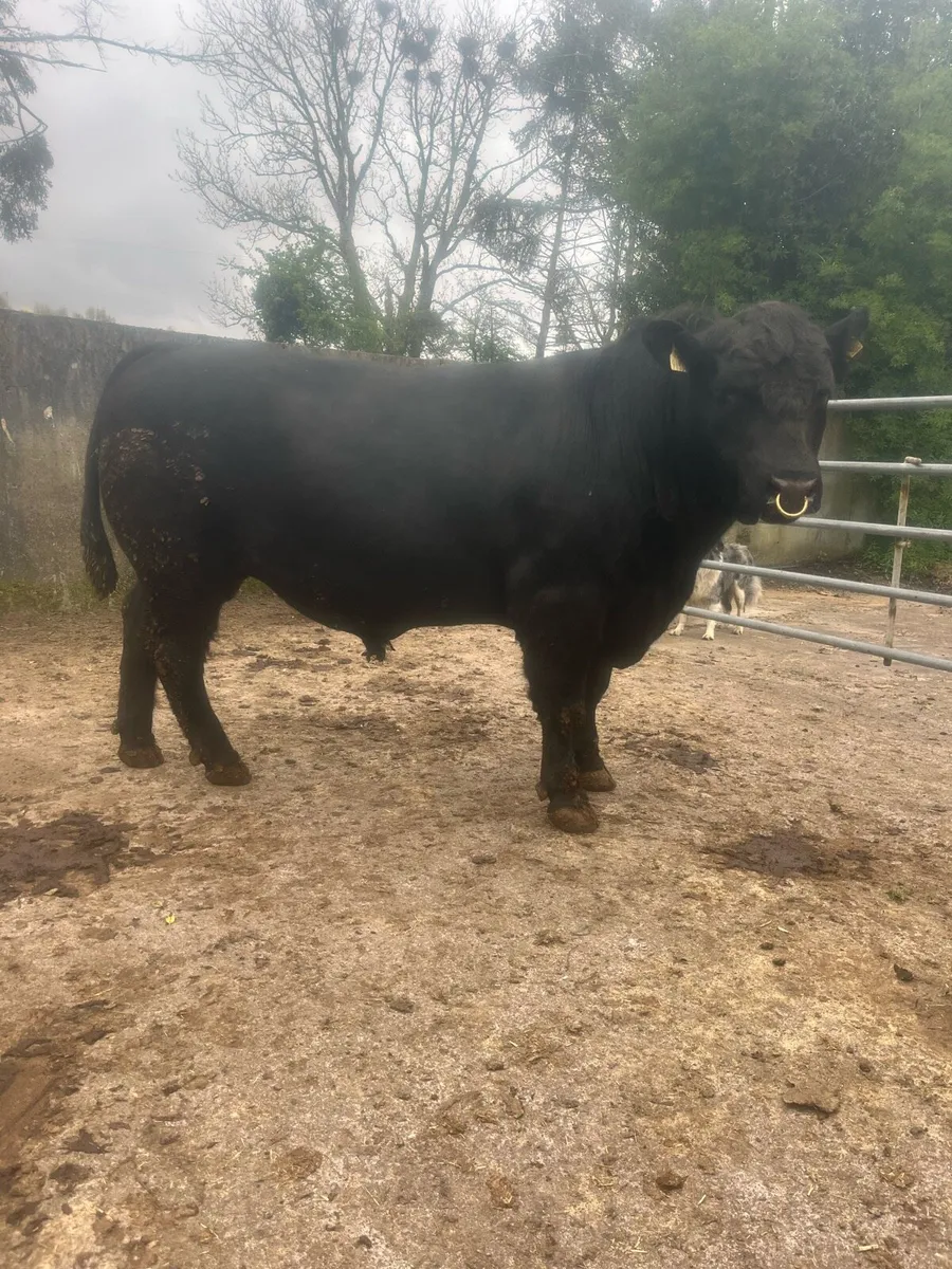 Bull - Image 3