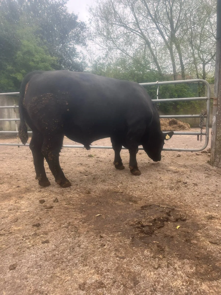 Bull - Image 2