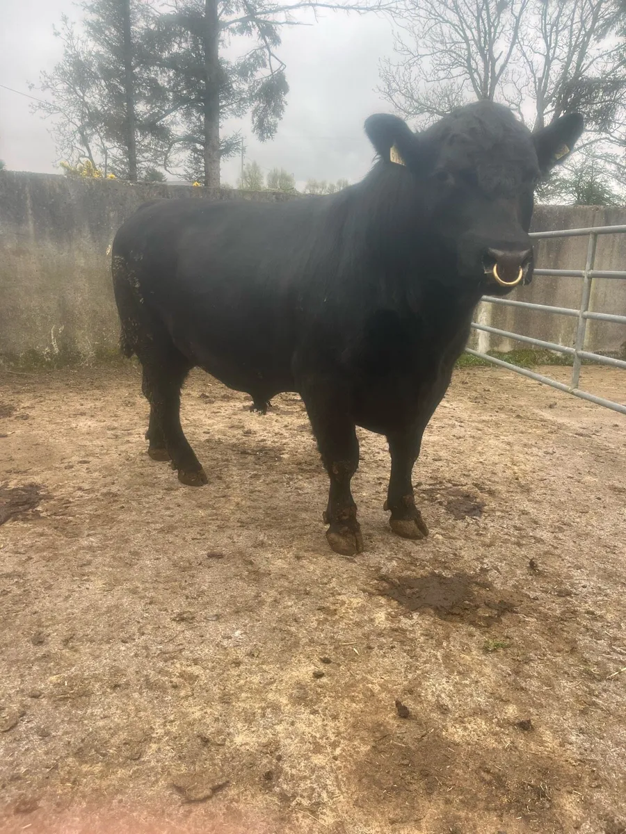 Bull - Image 4