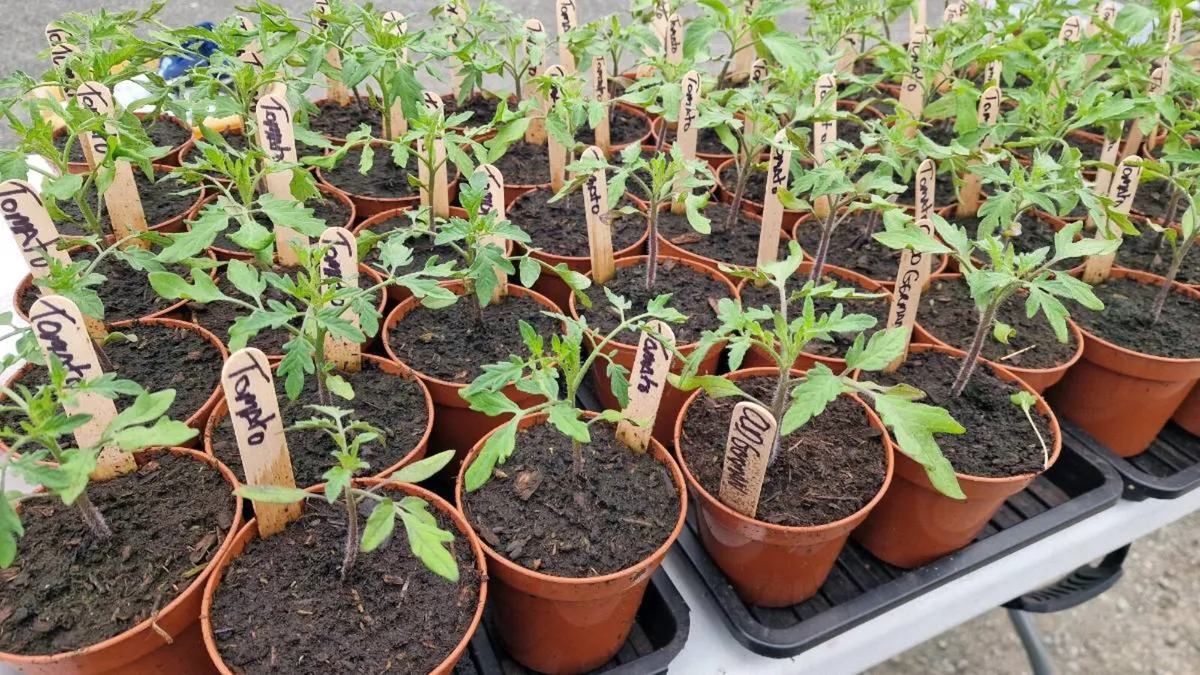 Tomato Plants - Image 4