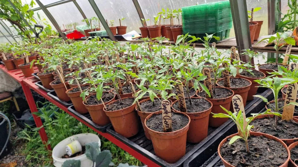 Tomato Plants - Image 1