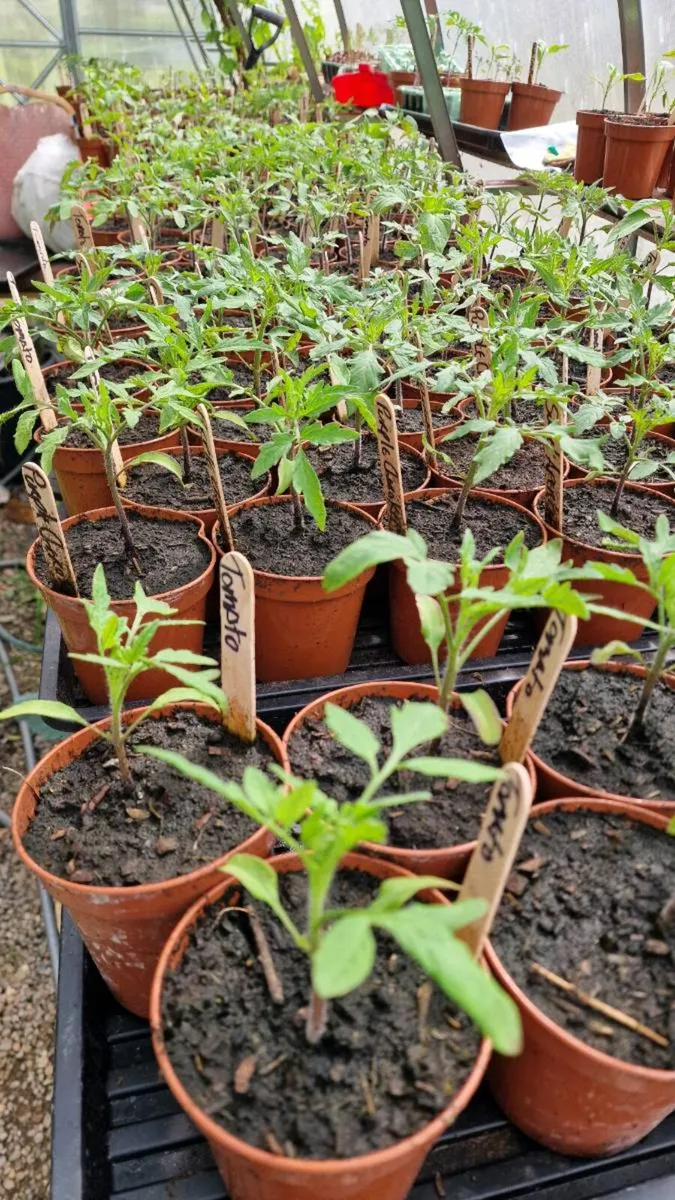 Tomato Plants - Image 2