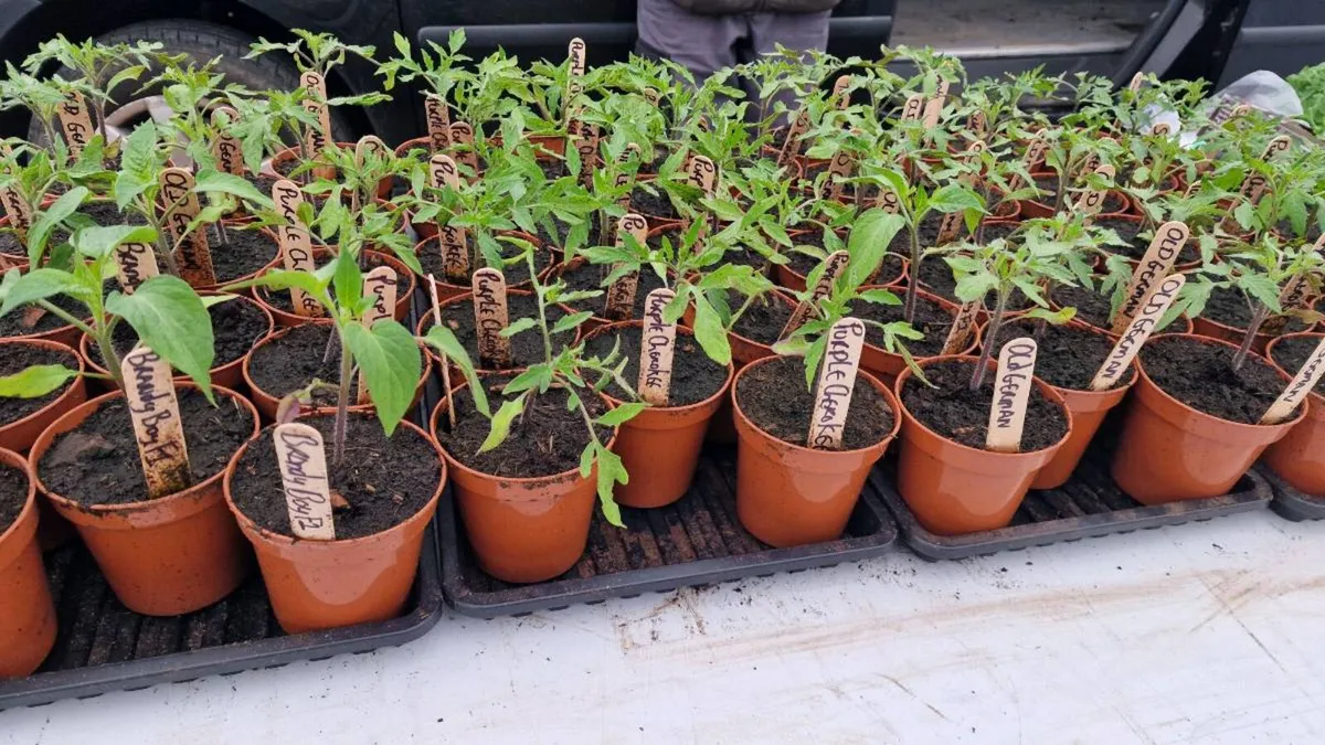 Tomato Plants - Image 3
