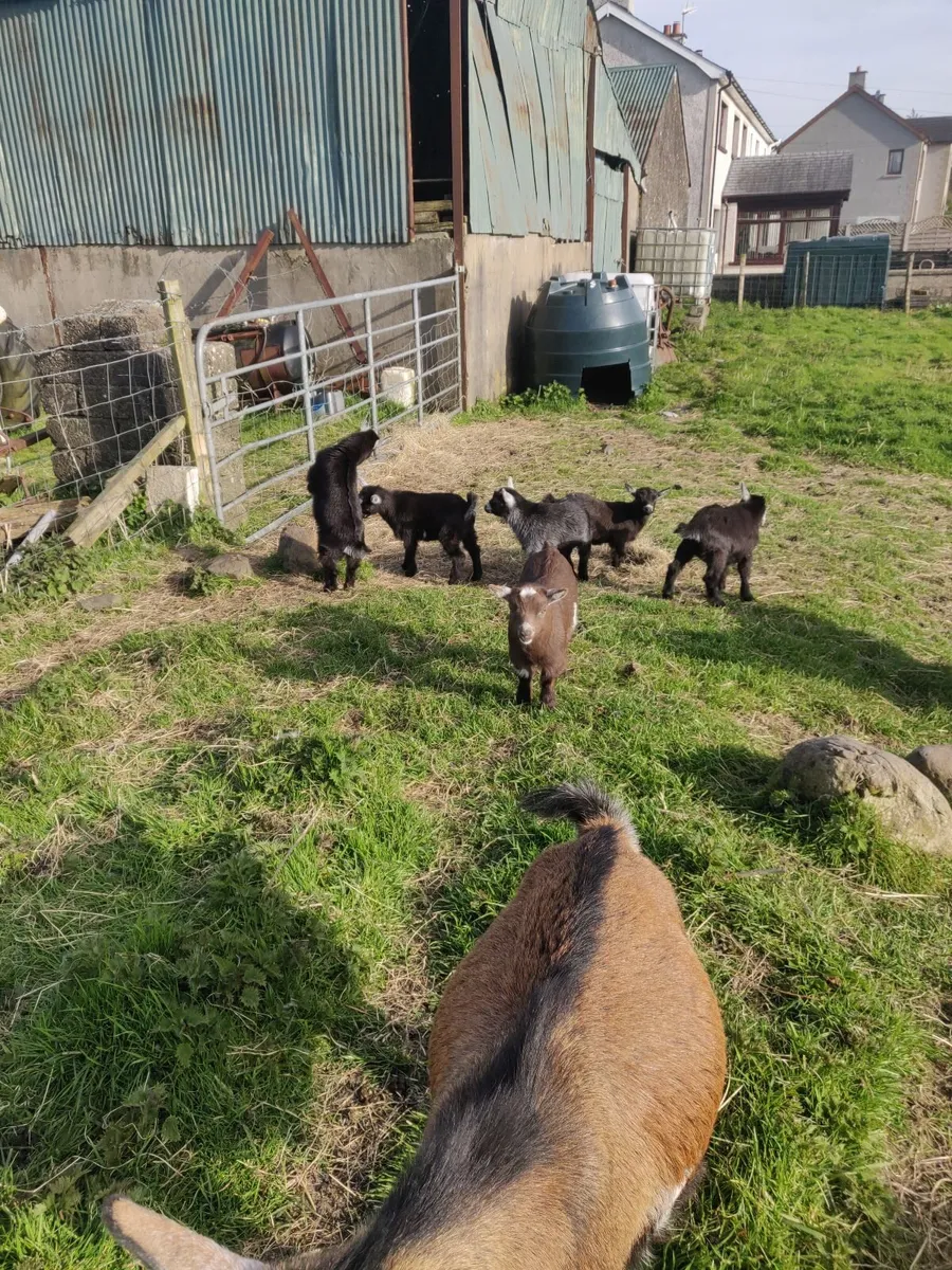 Pygmy goats - Image 1