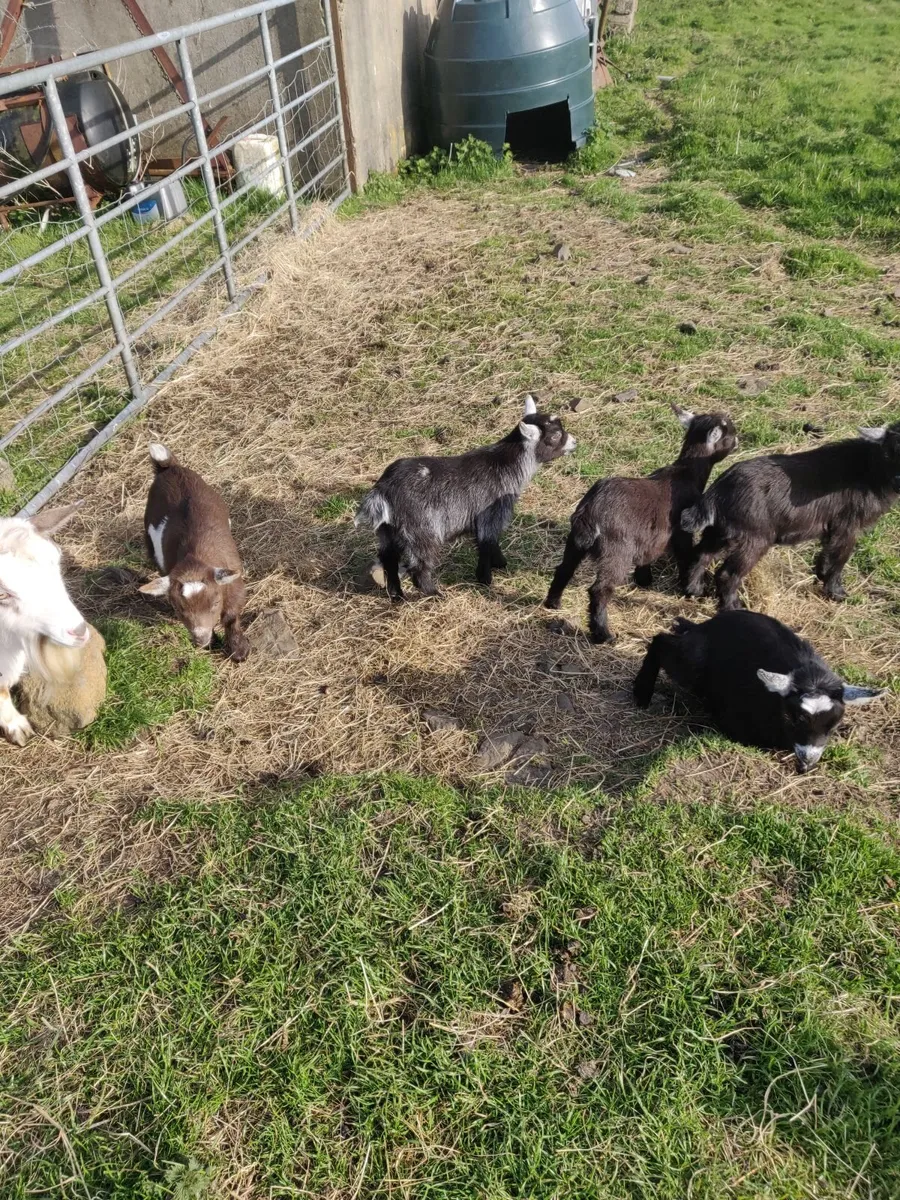 Pygmy goats - Image 2