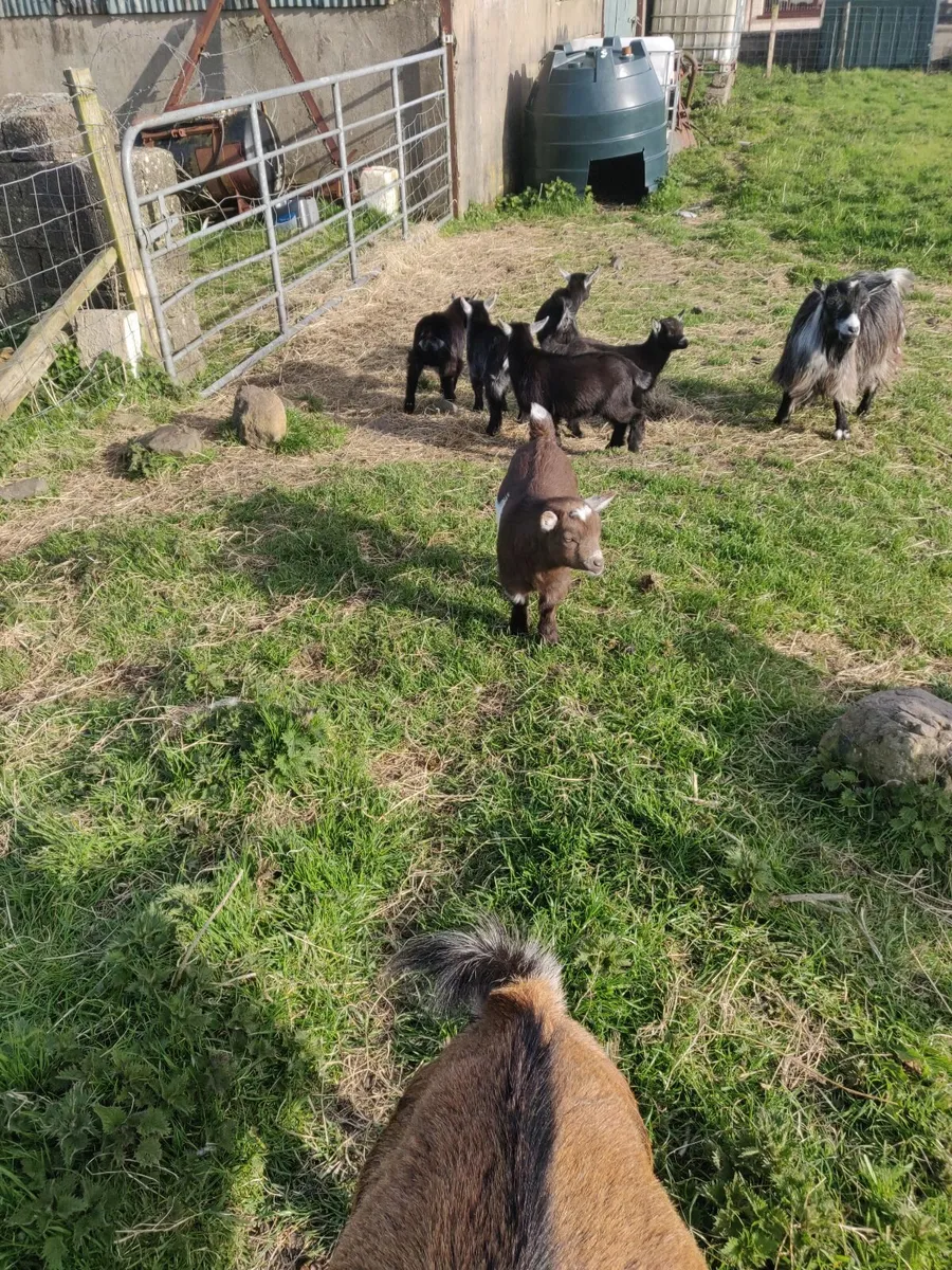 Pygmy goats - Image 3