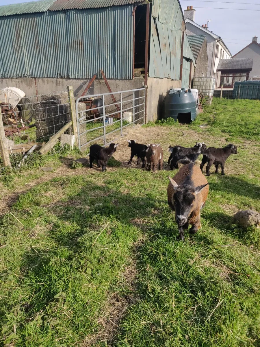 Pygmy goats - Image 4