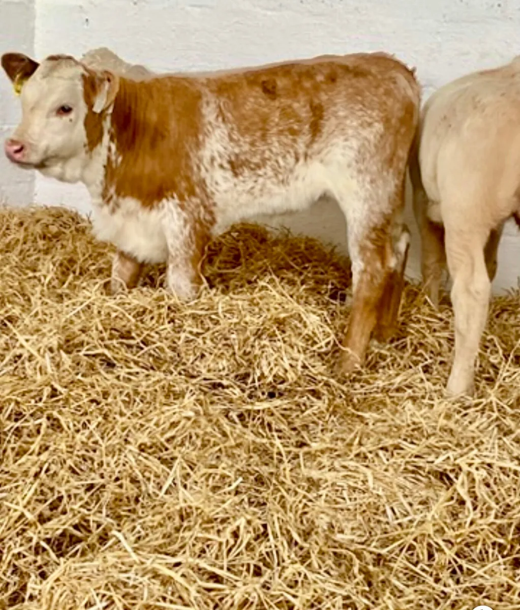 TOP QUALITY CALVES BOTH BULLS AND HEIFERS - Image 3