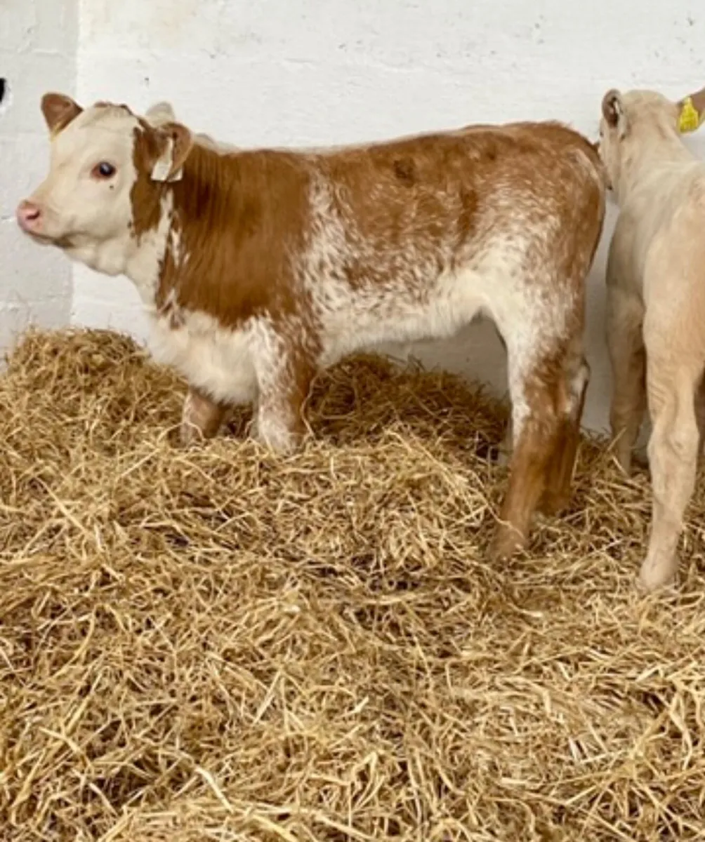 TOP QUALITY CALVES BOTH BULLS AND HEIFERS - Image 2