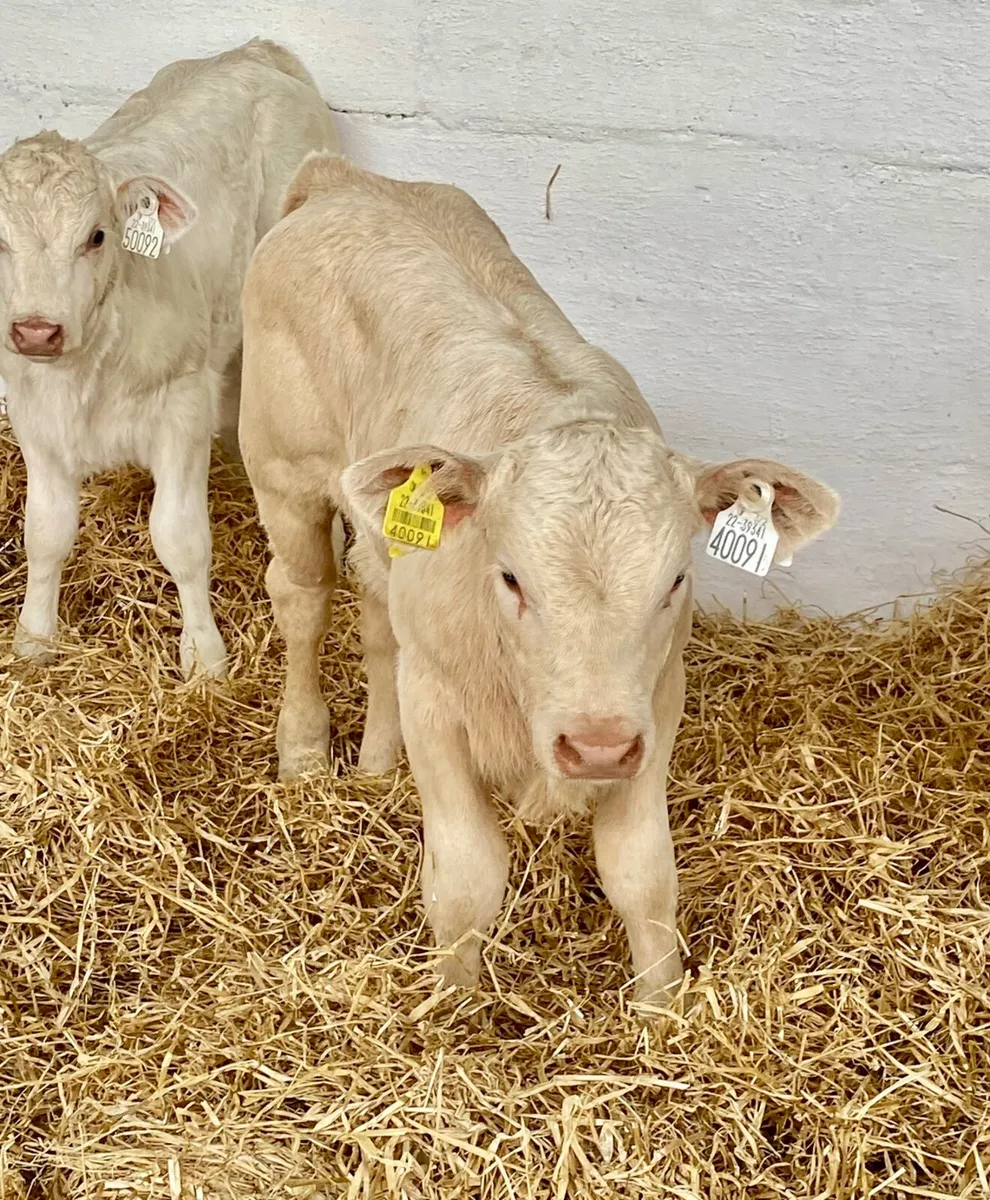 TOP QUALITY CALVES BOTH BULLS AND HEIFERS - Image 1