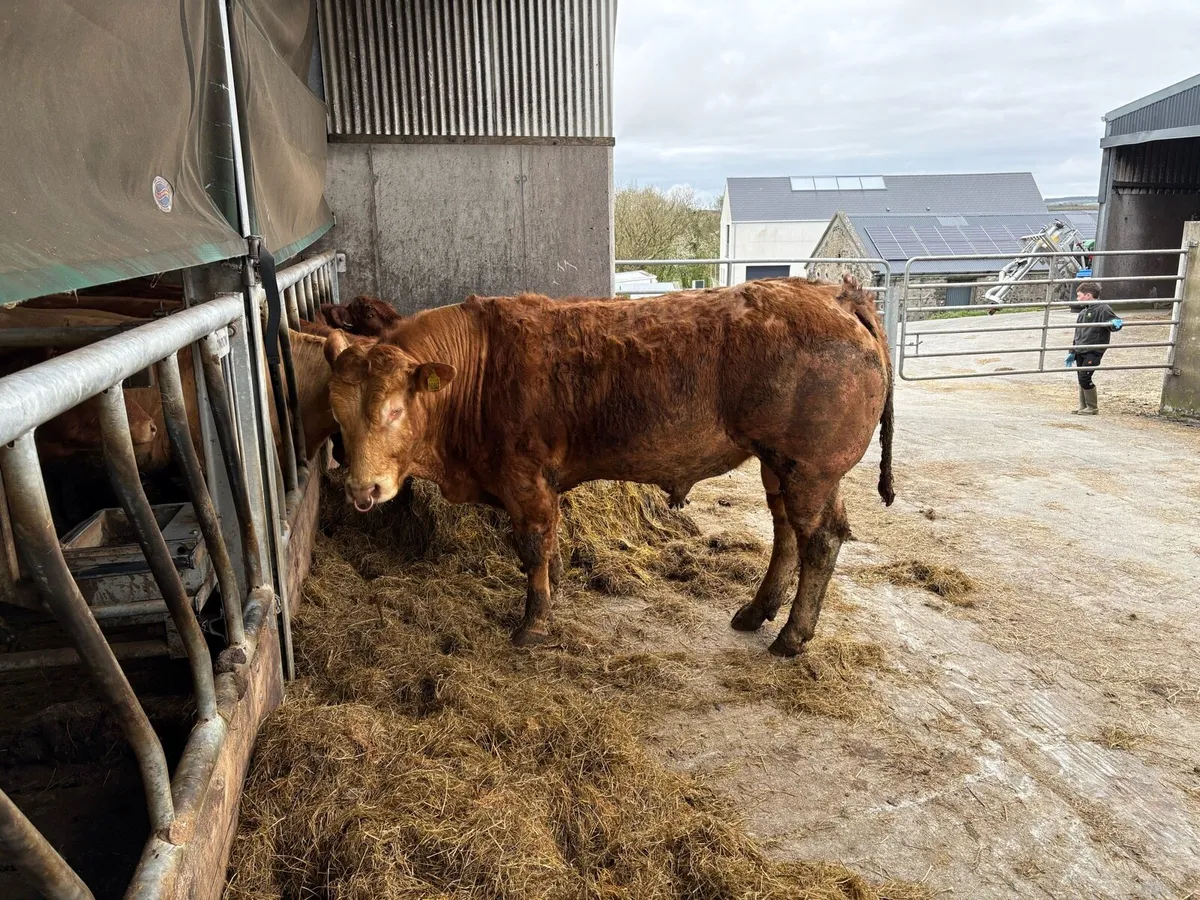 Limousin bull - Image 1