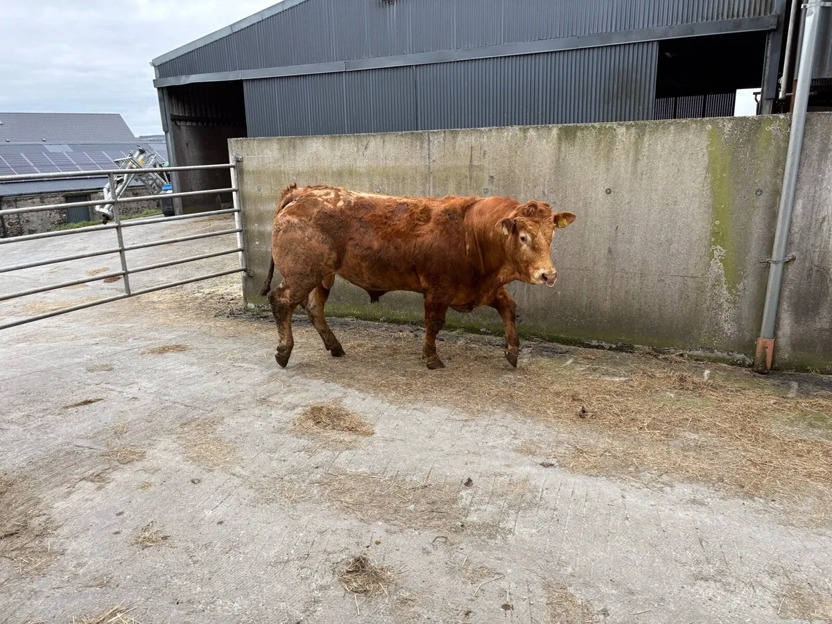 Limousin bull - Image 2