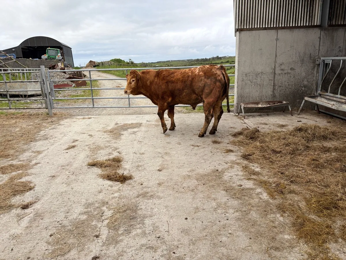 Limousin bull - Image 3