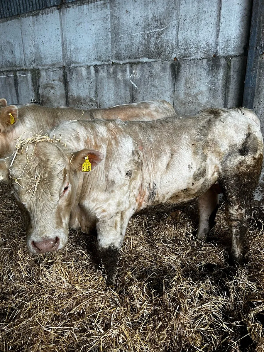 Bulls - Image 1