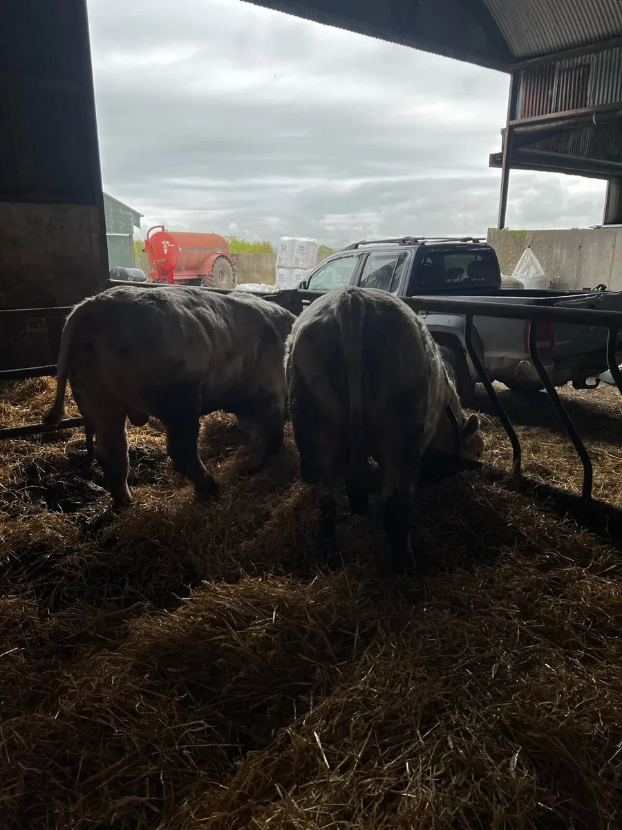 Bulls - Image 2