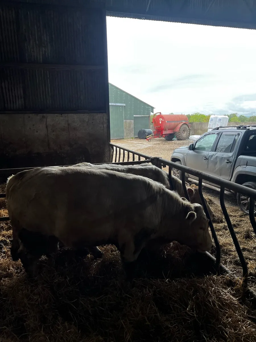 Bulls - Image 4
