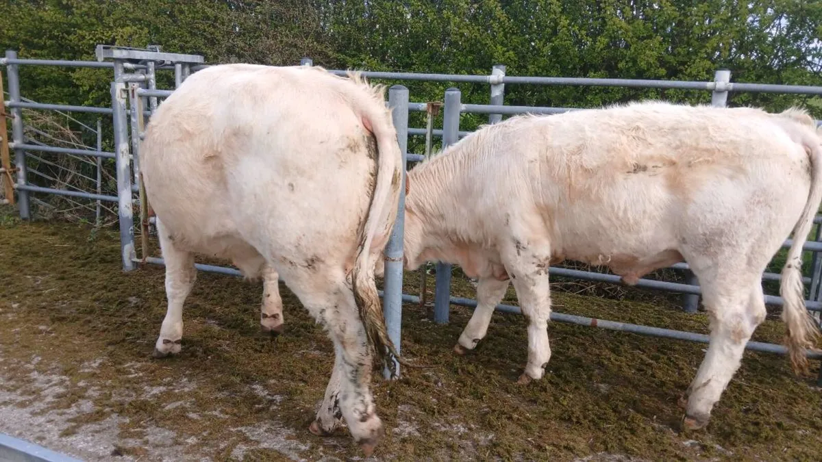 5 Charolais Yearling bullocks - Image 2
