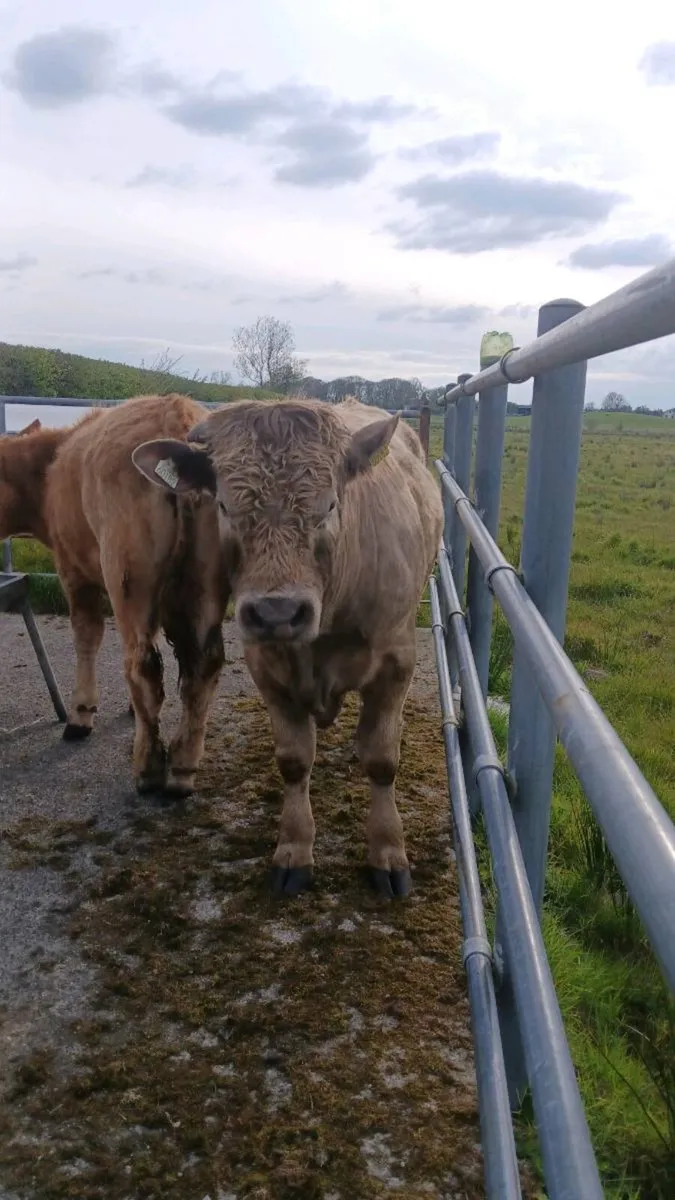 5 Charolais Yearling bullocks - Image 3