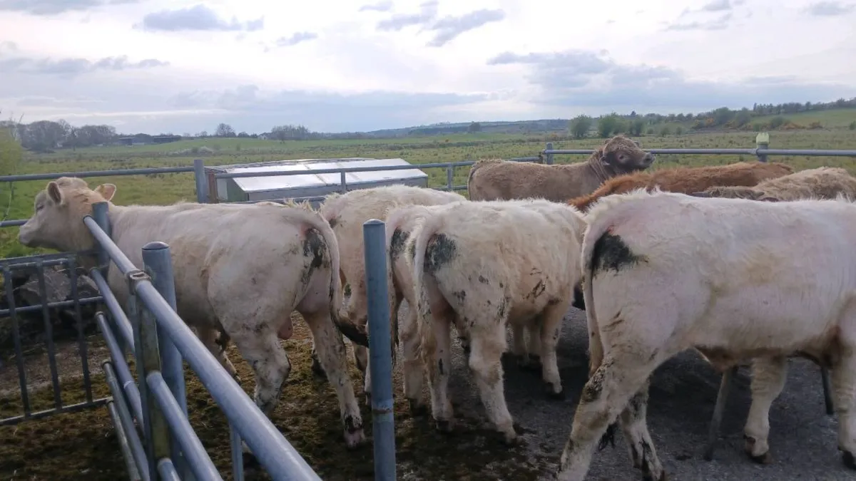 5 Charolais Yearling bullocks - Image 4