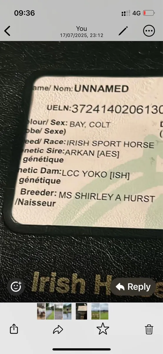 5year old colt 16/1 - Image 2