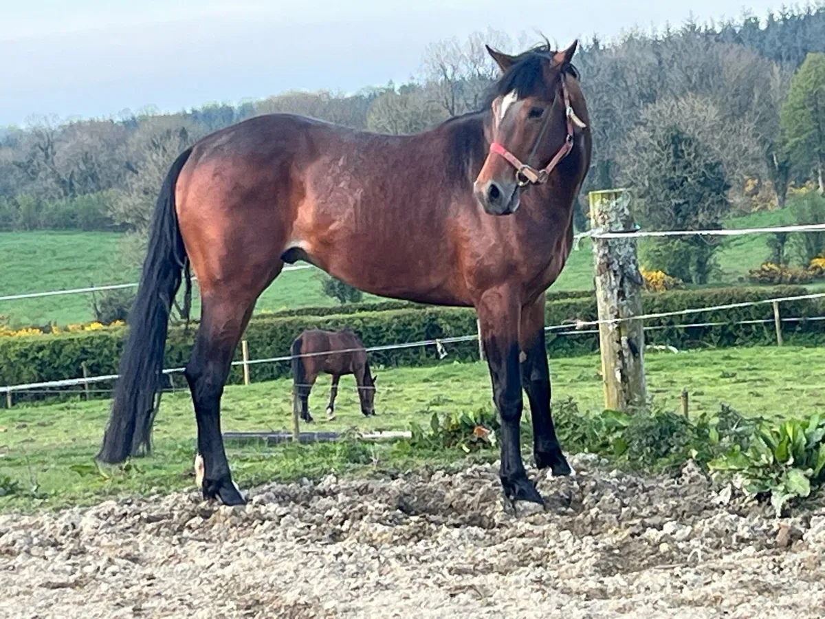 5year old colt 16/1 - Image 3