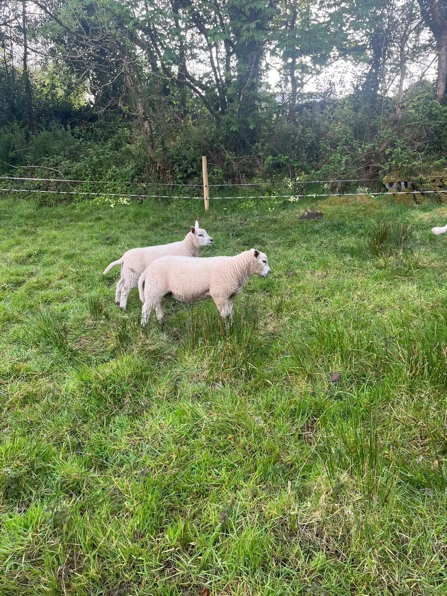 2 Suffolk Ewes & 4 Texel Lambs - Image 2