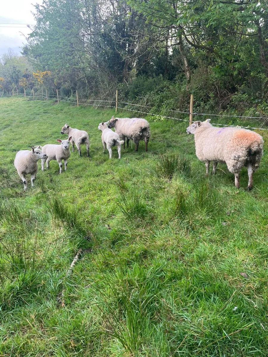 2 Suffolk Ewes & 4 Texel Lambs - Image 1