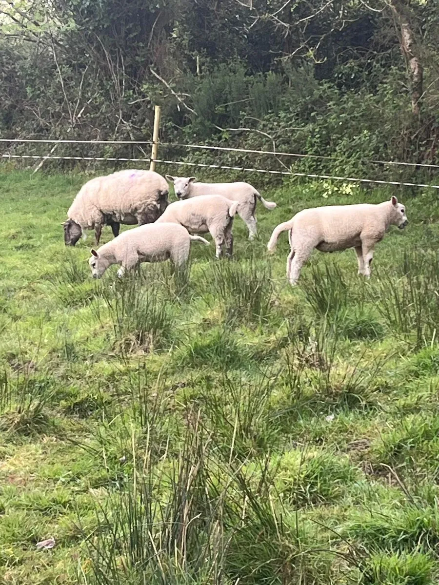 2 Suffolk Ewes & 4 Texel Lambs - Image 3