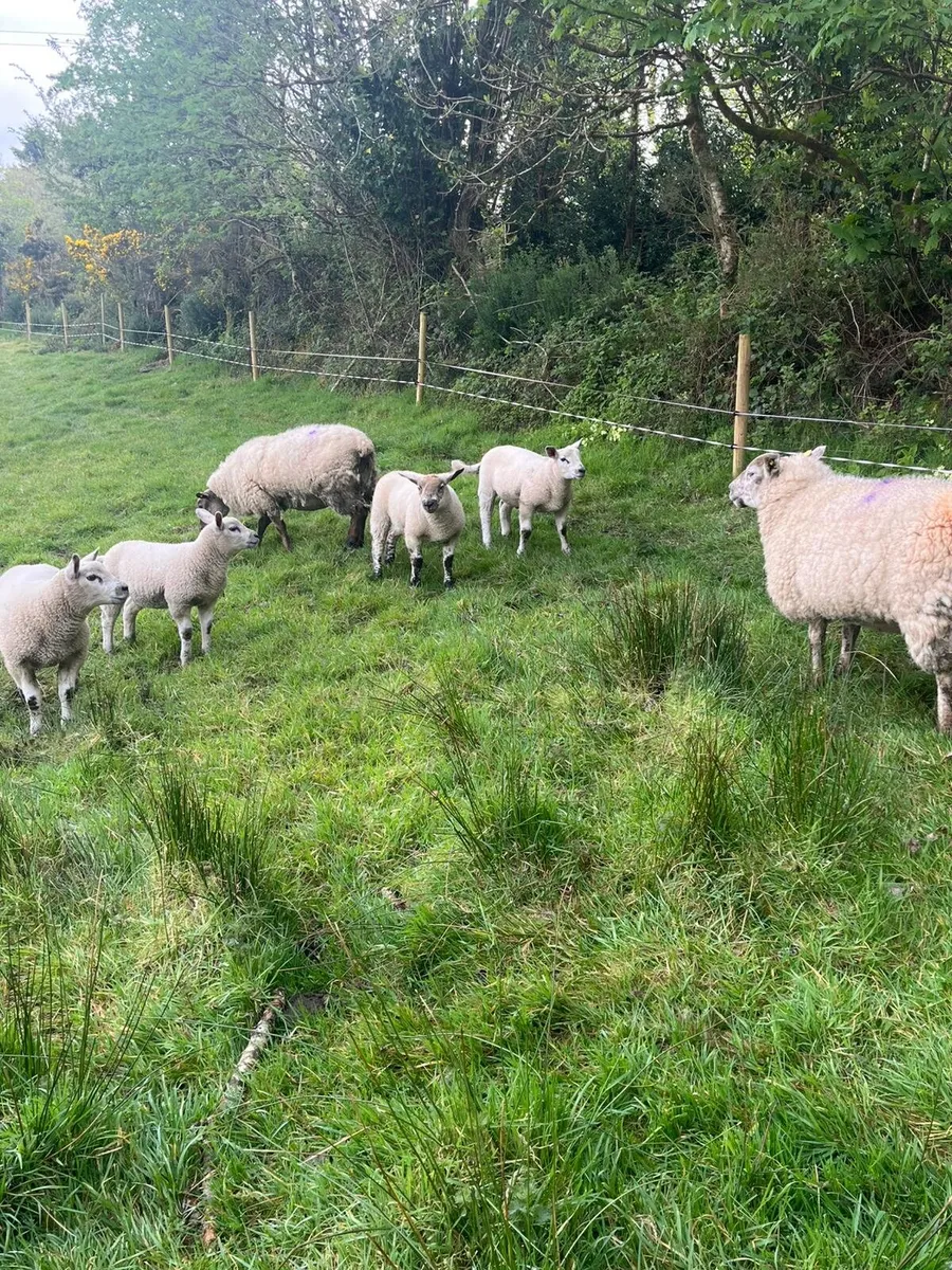 2 Suffolk Ewes & 4 Texel Lambs - Image 4